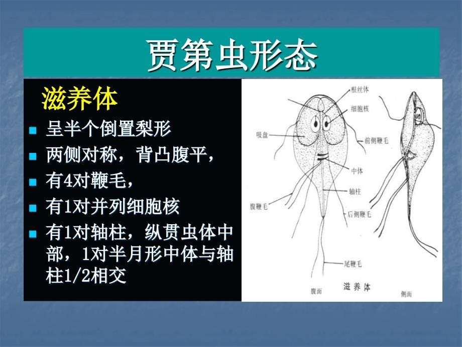 c寄生虫学第十一讲鞭毛虫_第5页