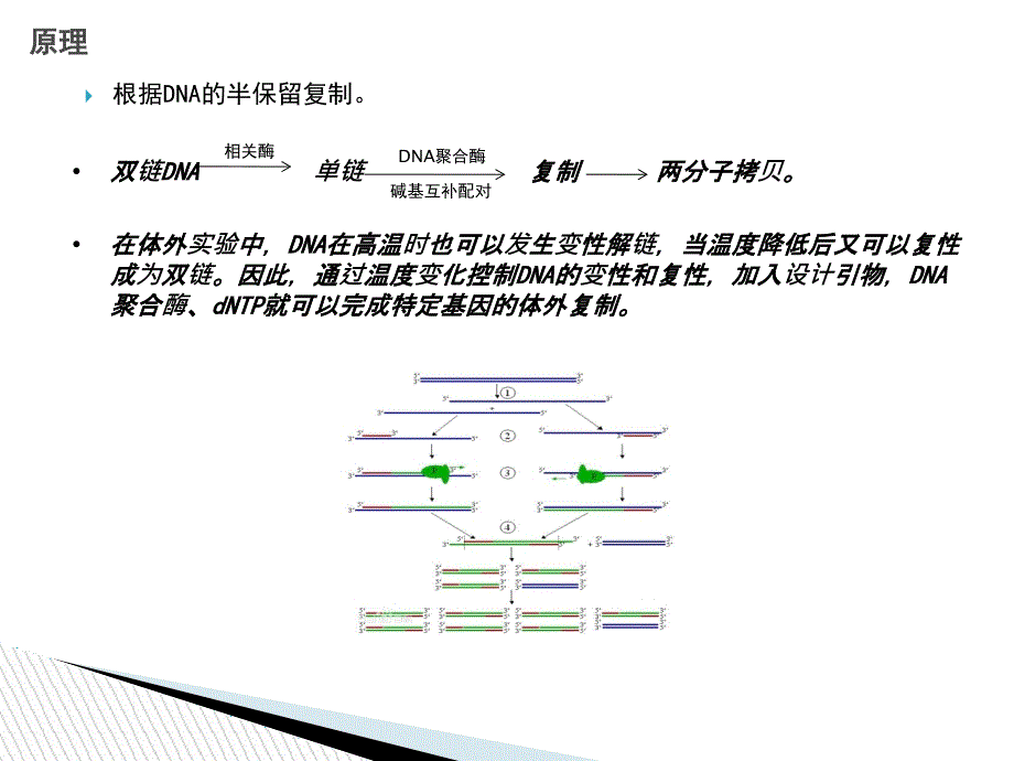 PCR技术及注意事项.ppt_第3页