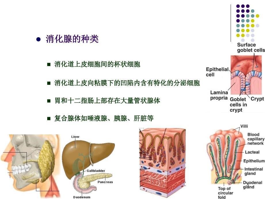 动物生理学消化生理_第5页