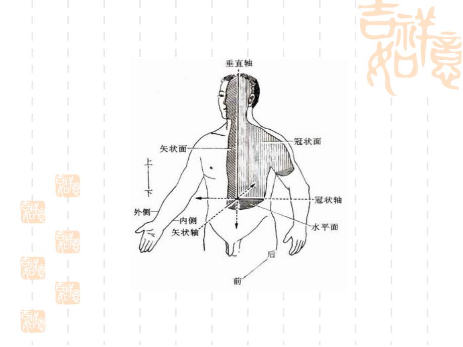 人体主要关节_第3页