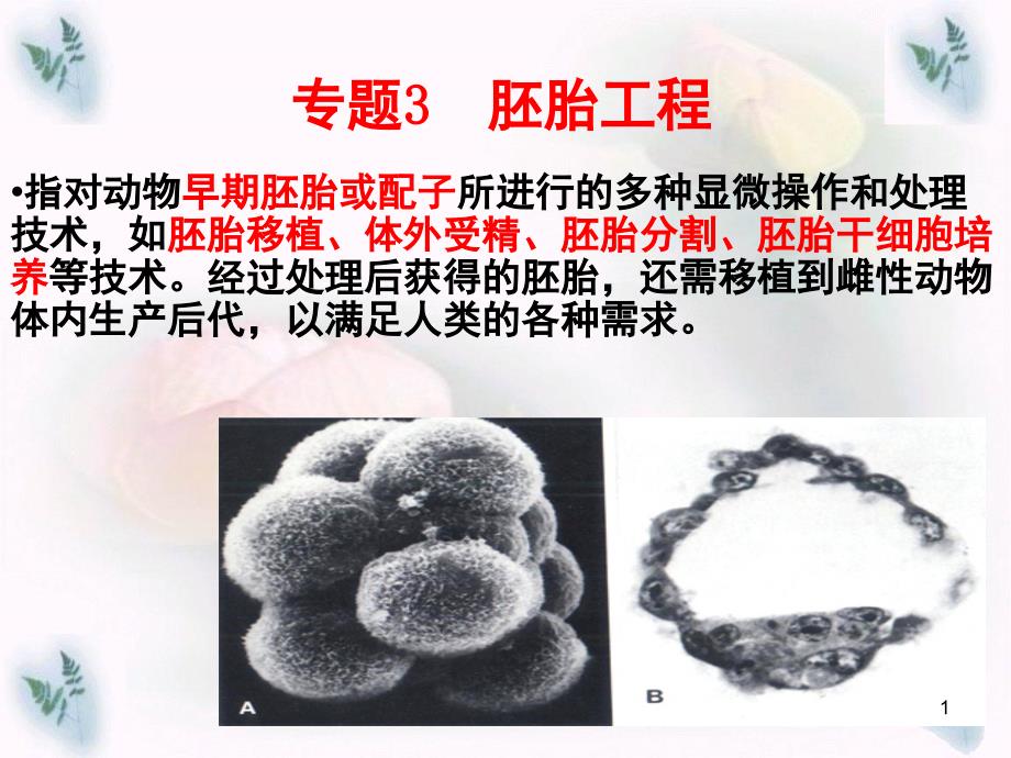 初级卵母细胞分享资料_第1页