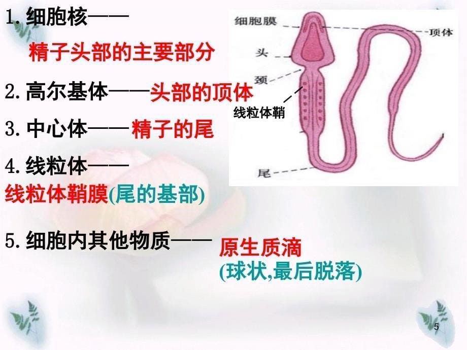 初级卵母细胞分享资料_第5页