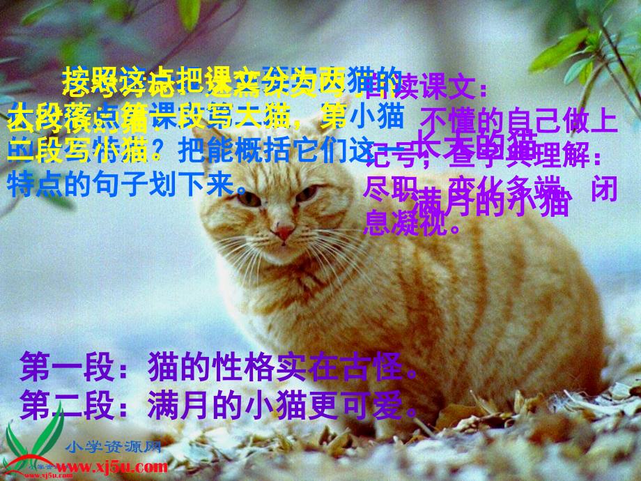 浙教版五年级上册猫课件_第4页