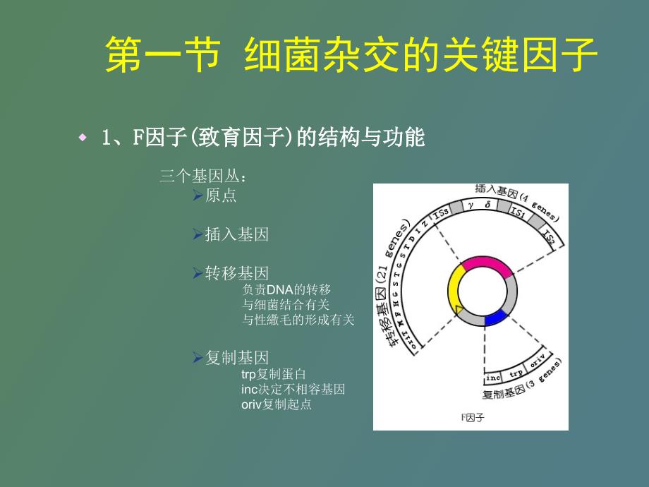 细菌和噬菌体的遗传重组_第2页