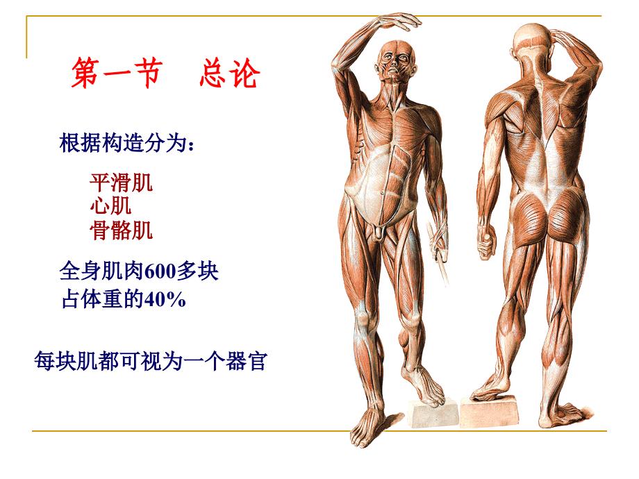 系统解剖学：肌学总论躯干肌_第4页