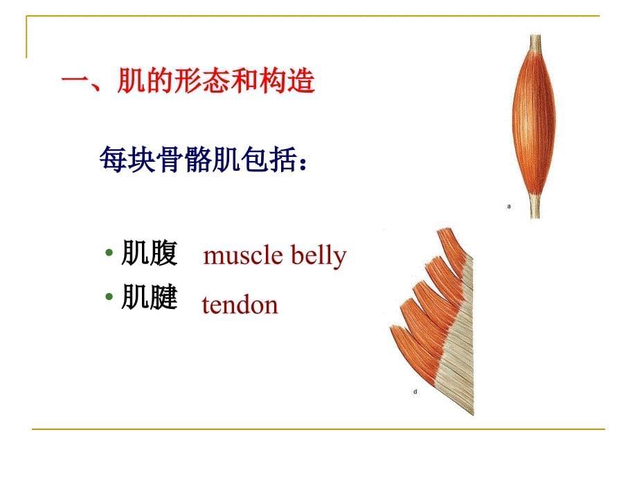 系统解剖学：肌学总论躯干肌_第5页