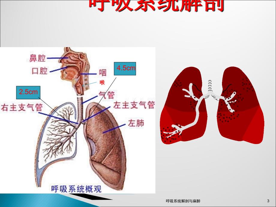 呼吸系统解剖与麻醉课件_第3页