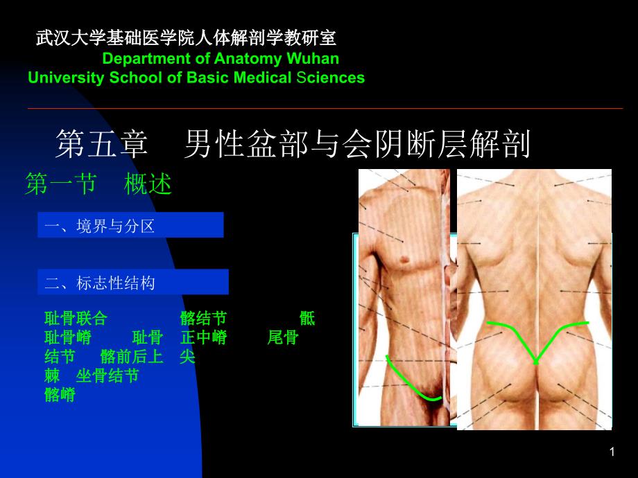 断层解剖学6盆部与会阴男性PowerPoint 演示文稿_第1页