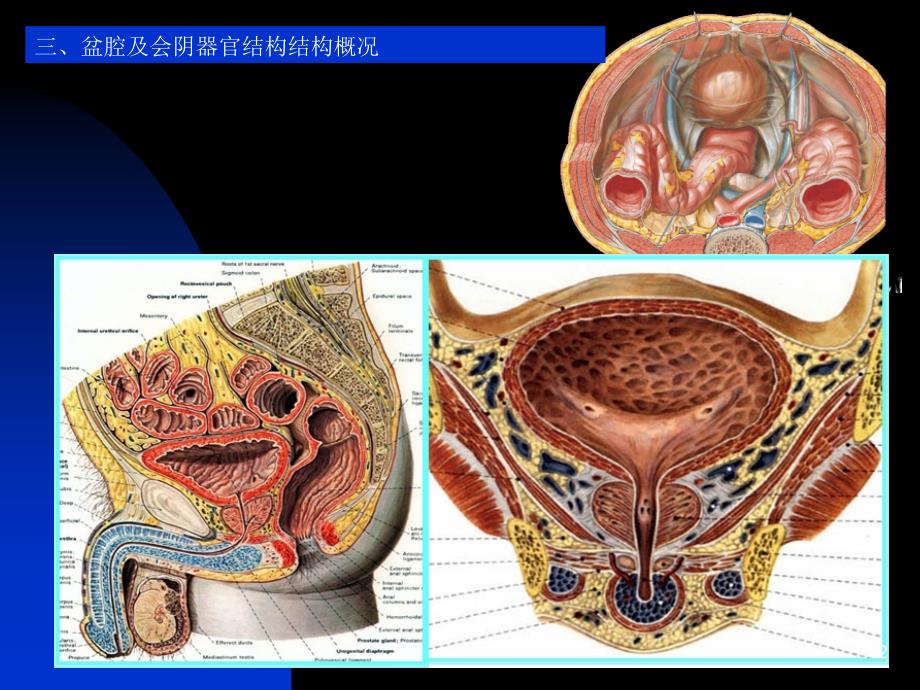 断层解剖学6盆部与会阴男性PowerPoint 演示文稿_第2页