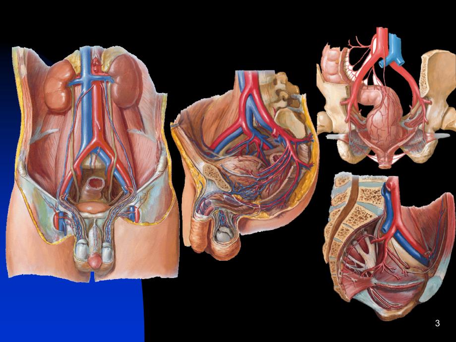 断层解剖学6盆部与会阴男性PowerPoint 演示文稿_第3页