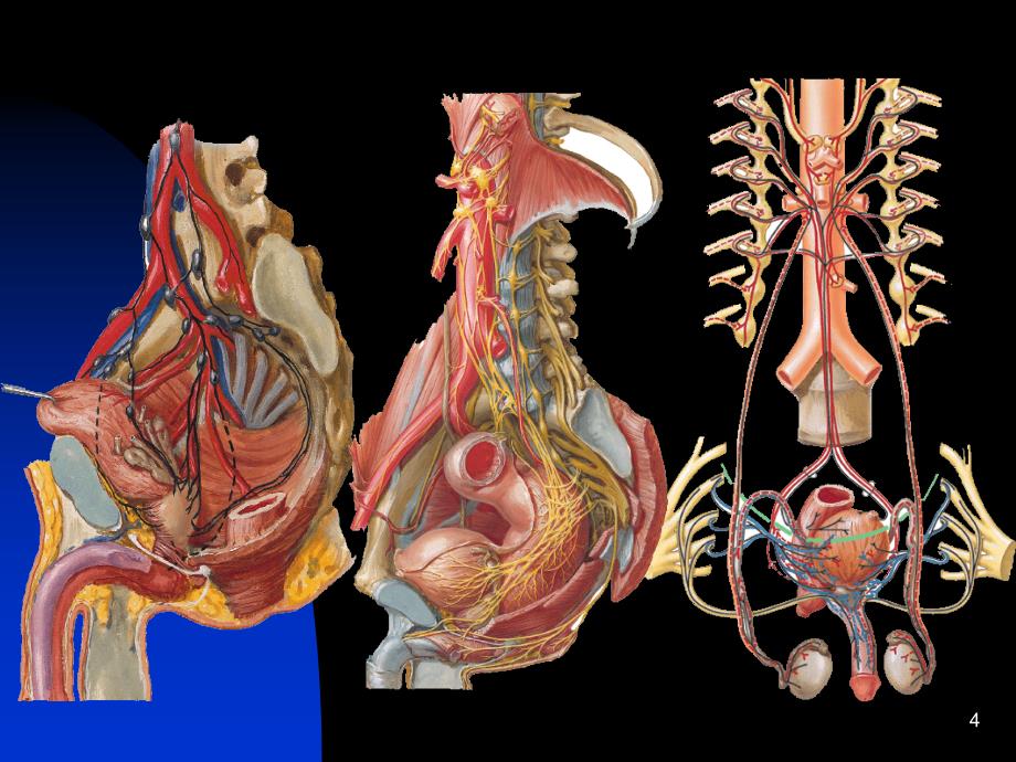 断层解剖学6盆部与会阴男性PowerPoint 演示文稿_第4页