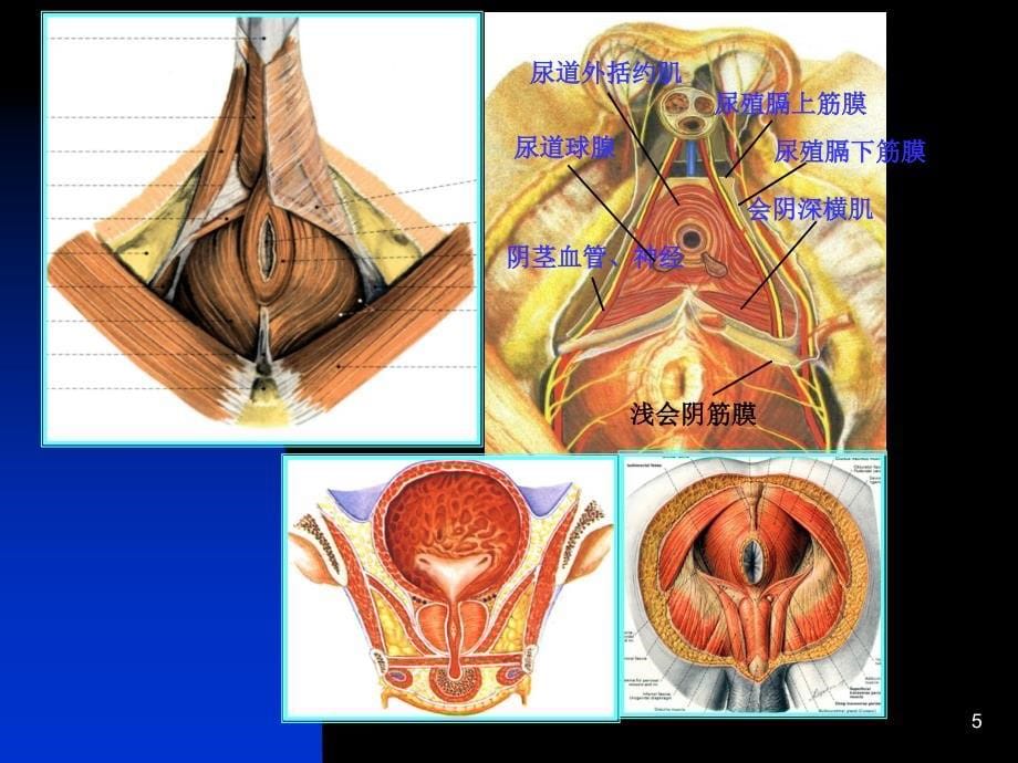 断层解剖学6盆部与会阴男性PowerPoint 演示文稿_第5页