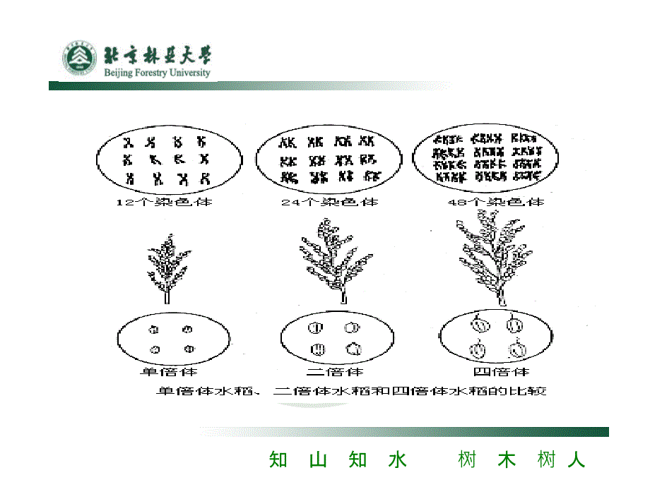 《倍性育种》PPT课件_第3页