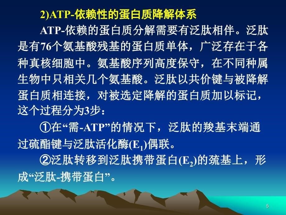 蛋白质和氨基酸的代谢.ppt_第5页