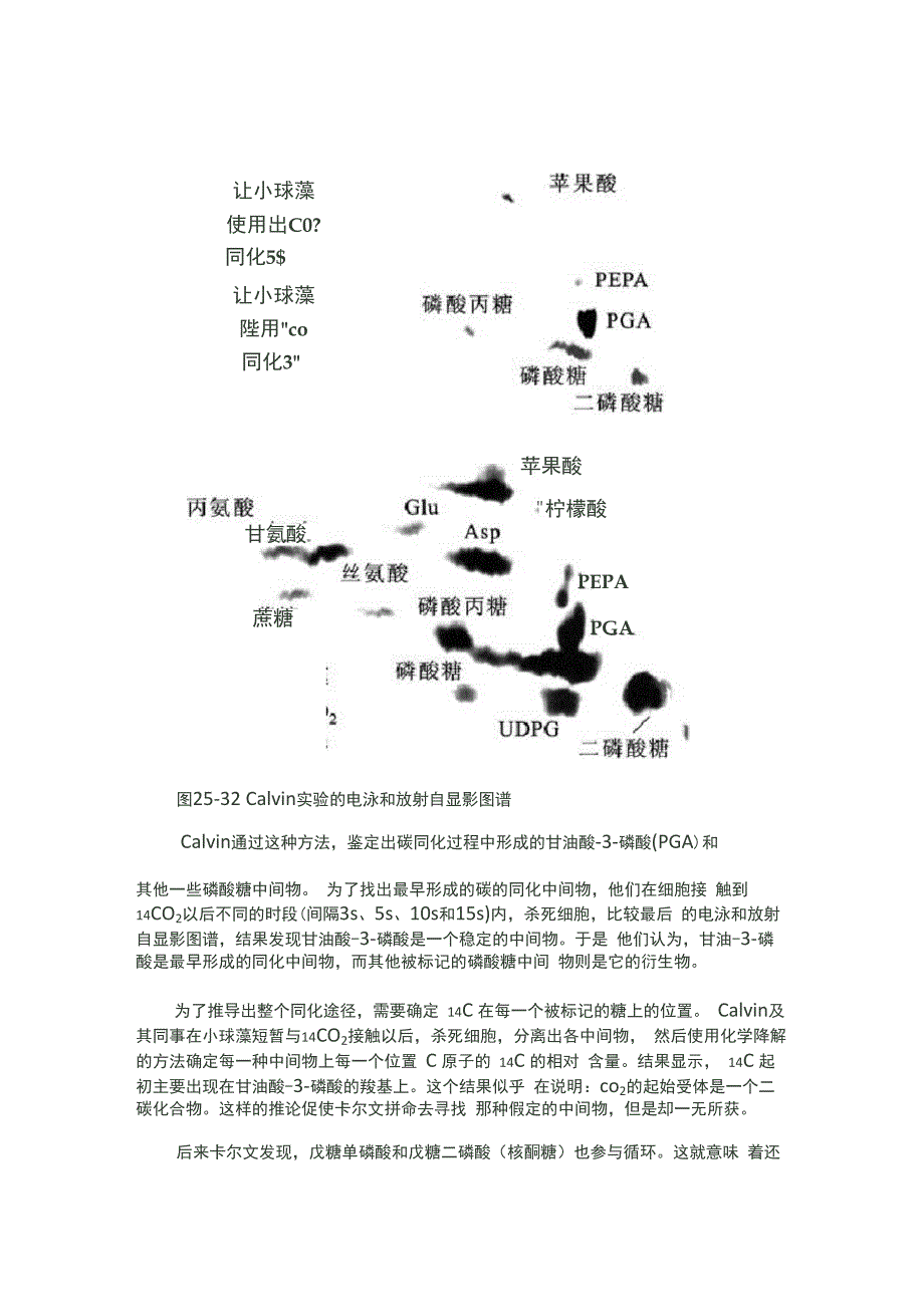 卡尔文循环发现史_第2页