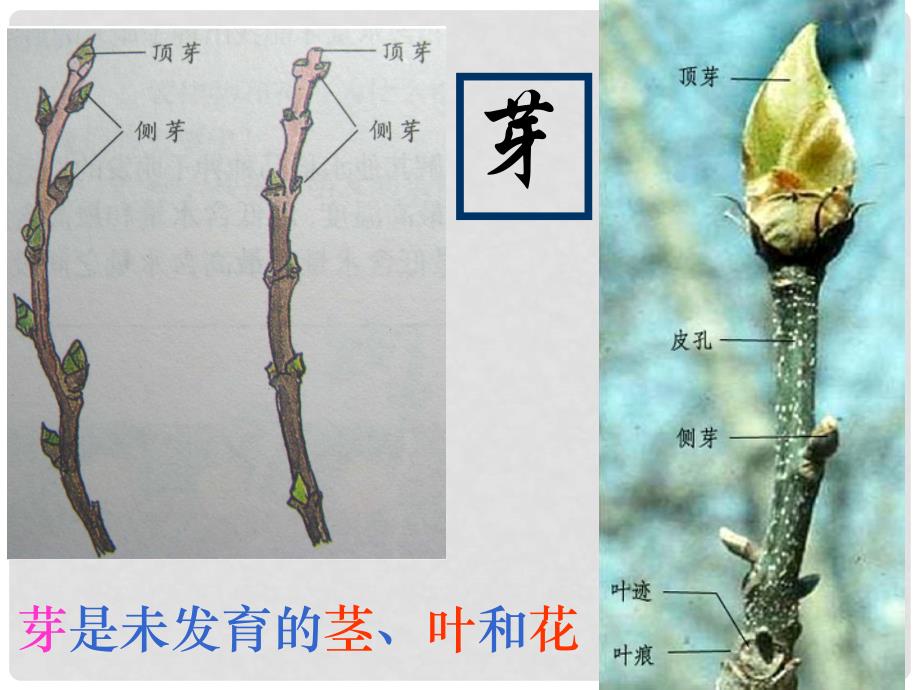 三年级科学下册 植物怎样度过一生 1课件 首师大版_第3页