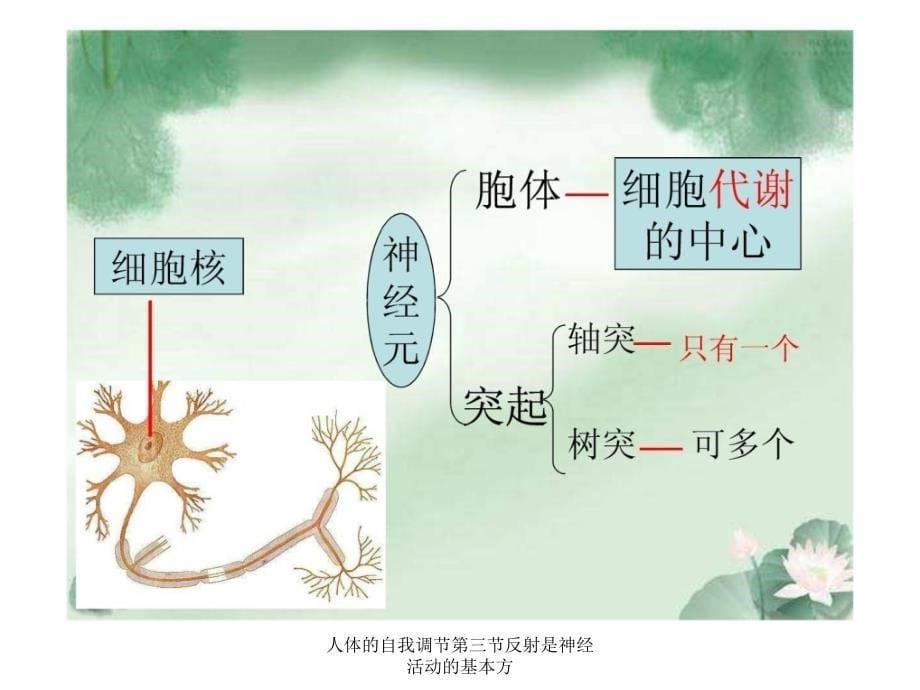 人体的自我调节第三节反射是神经活动的基本方课件_第5页