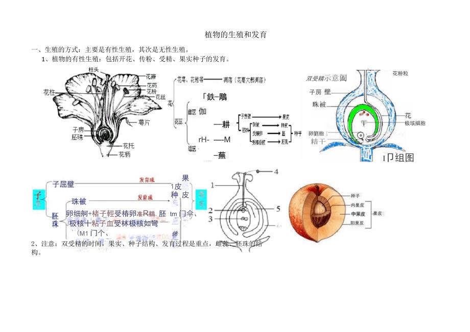 植物生殖和发育_第1页
