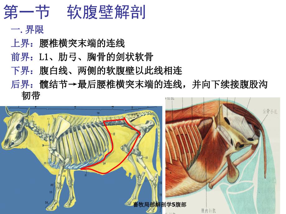 畜牧局部解剖学5腹部课件_第2页