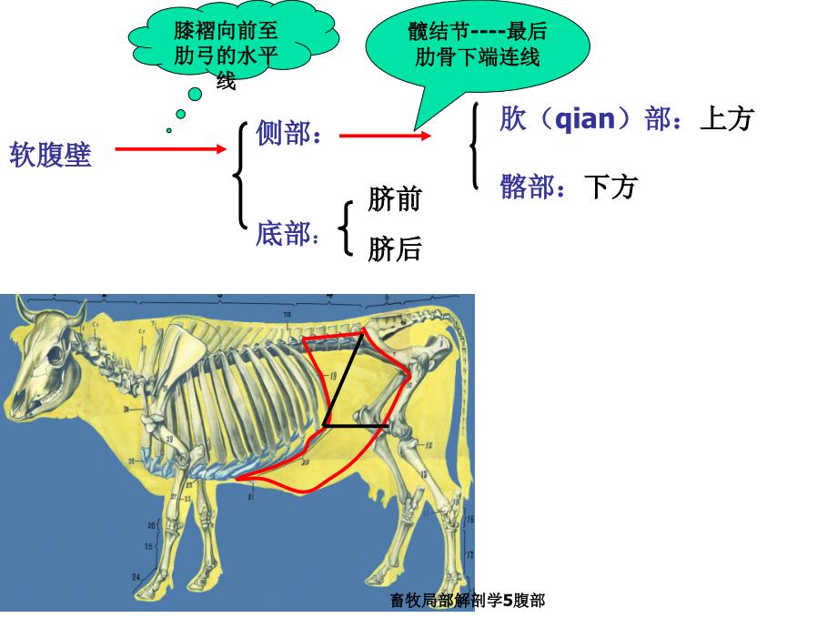 畜牧局部解剖学5腹部课件_第4页