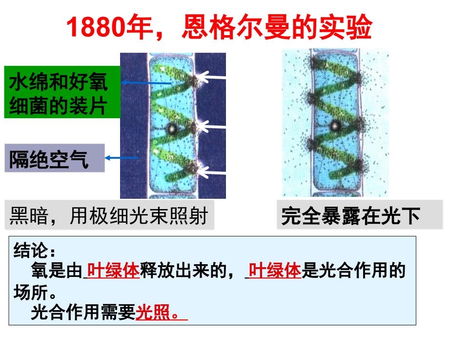 高一新课光合作用_第4页