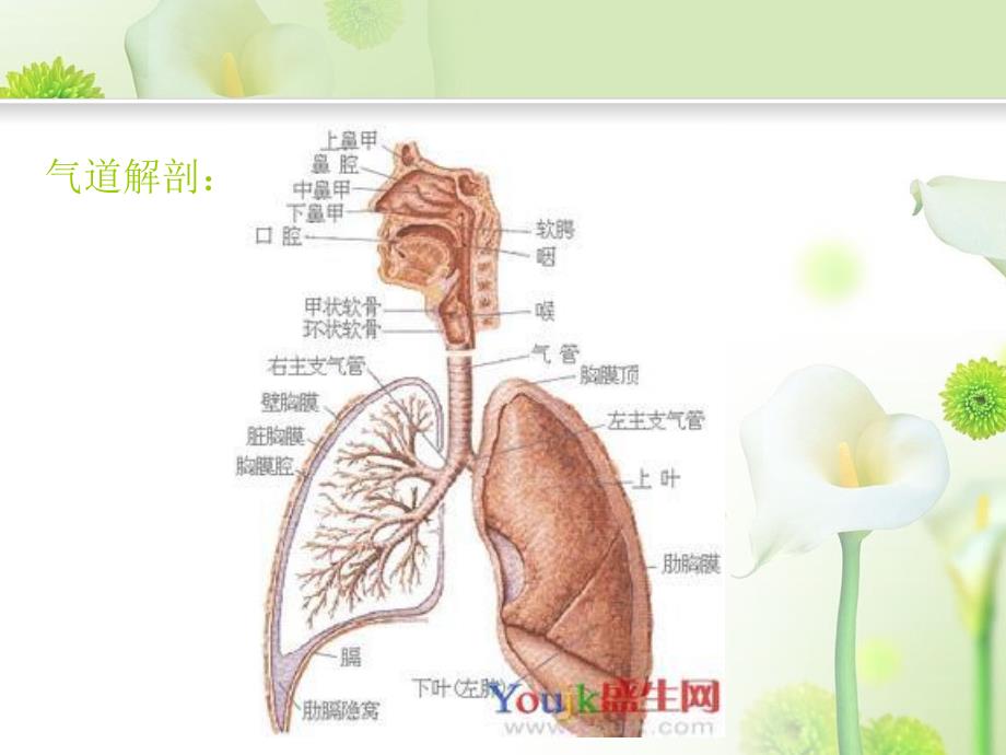 呼吸内科实习小讲课-咳嗽与咳痰_第3页