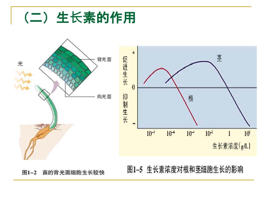 植物生命活动调节高三生物二轮复习_第5页