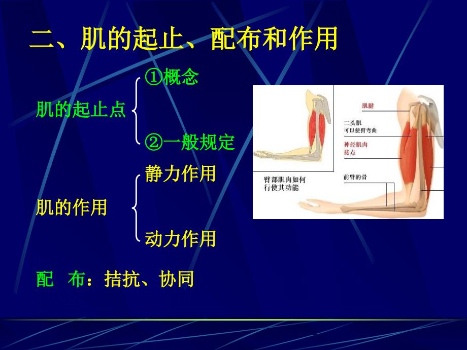 运动系统肌PPT课件_第3页