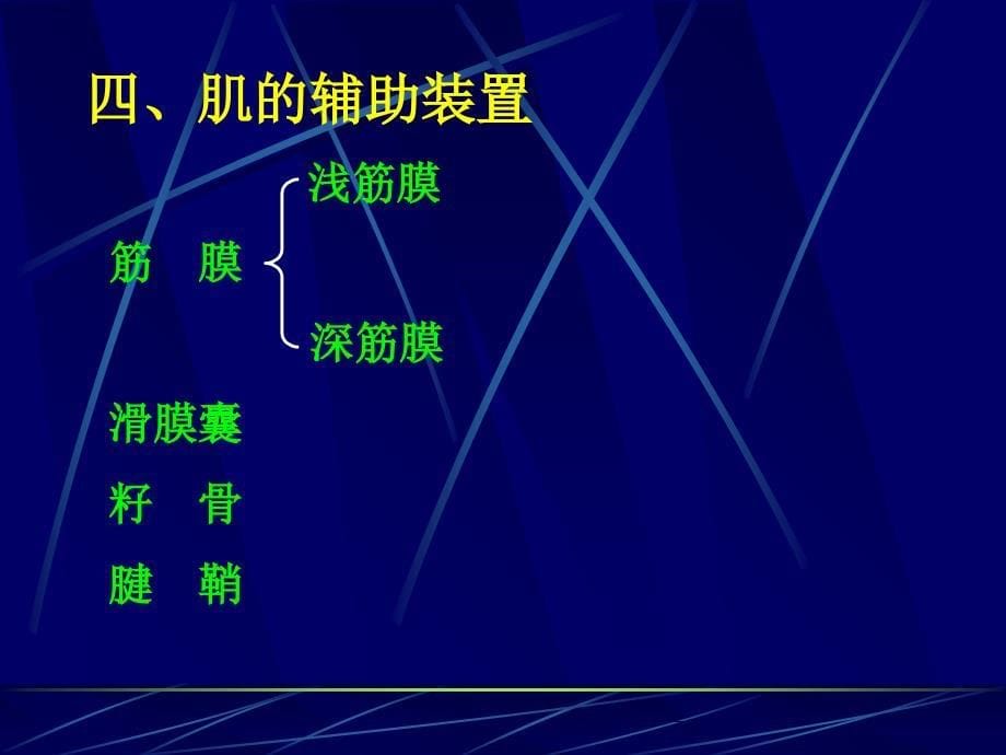 运动系统肌PPT课件_第5页