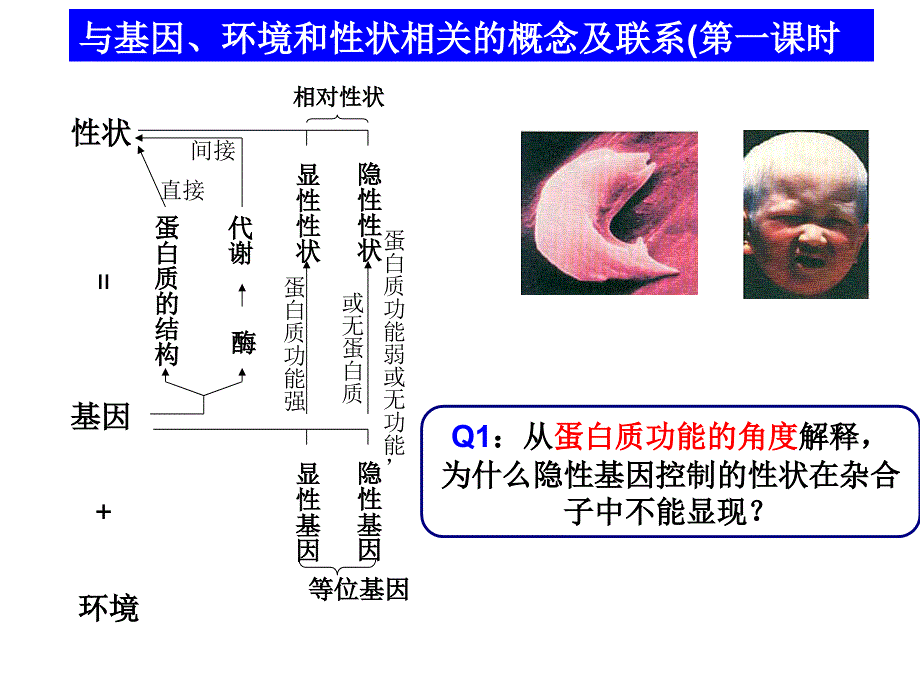 遗传与变异中的概念联系_第3页