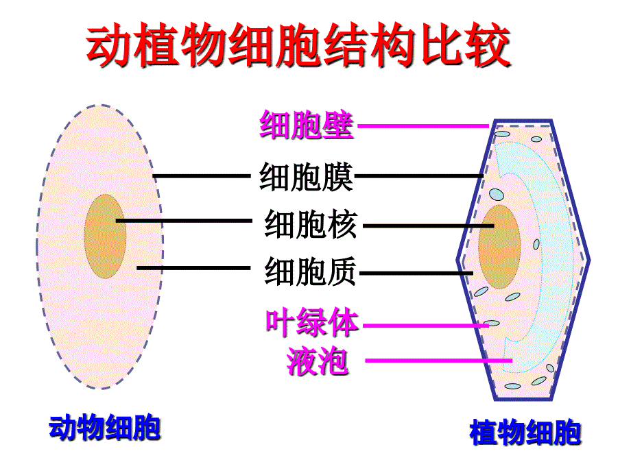 《细胞的生活》课件_第3页