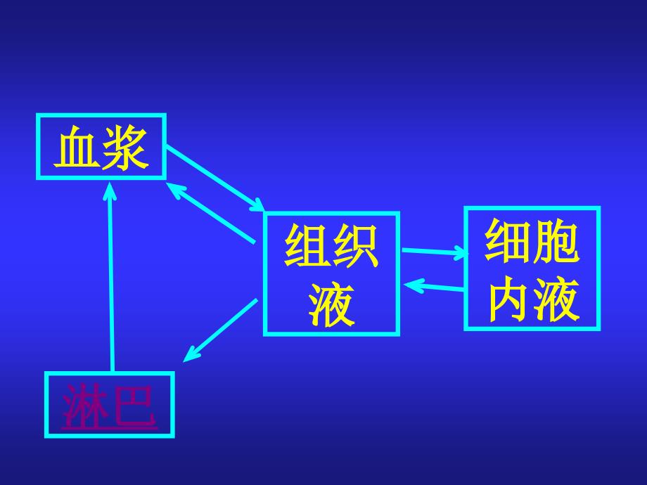 内环境各成分之间的关系PPT课件_第2页