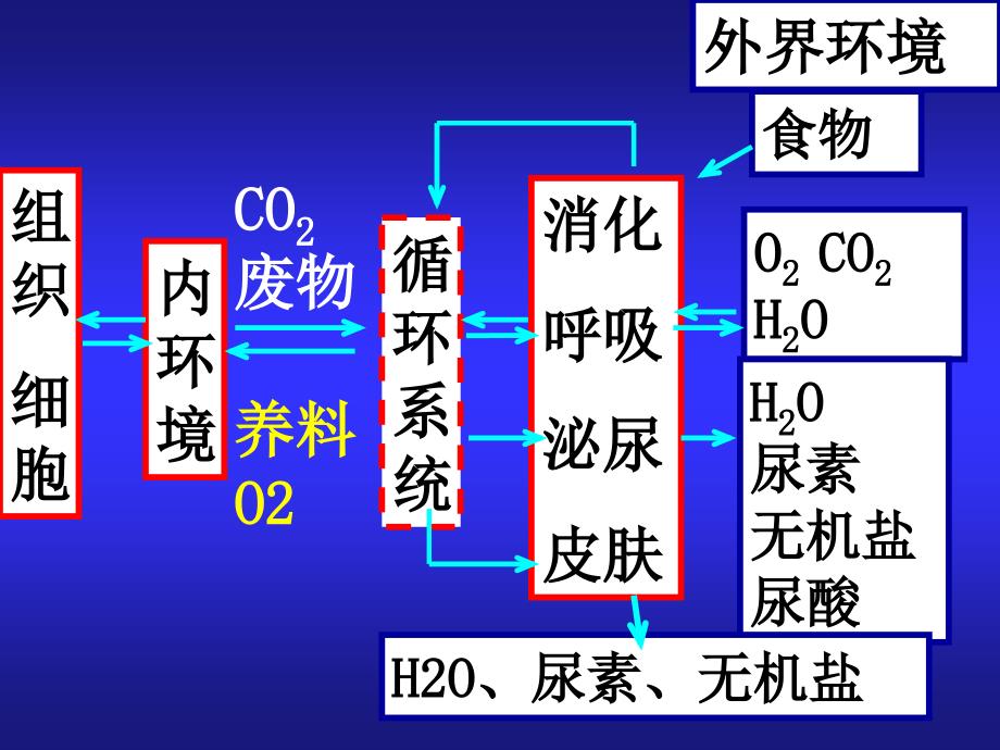 内环境各成分之间的关系PPT课件_第3页