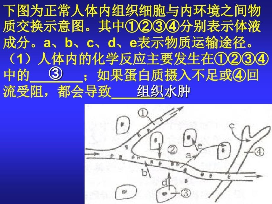 内环境各成分之间的关系PPT课件_第5页