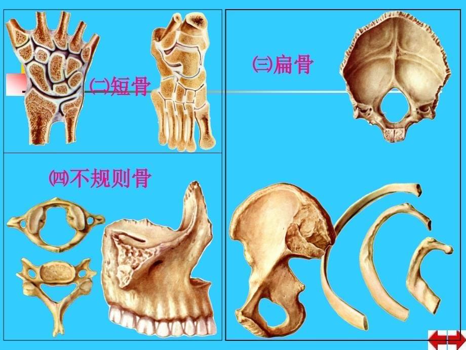 躯干骨和四肢骨_第5页