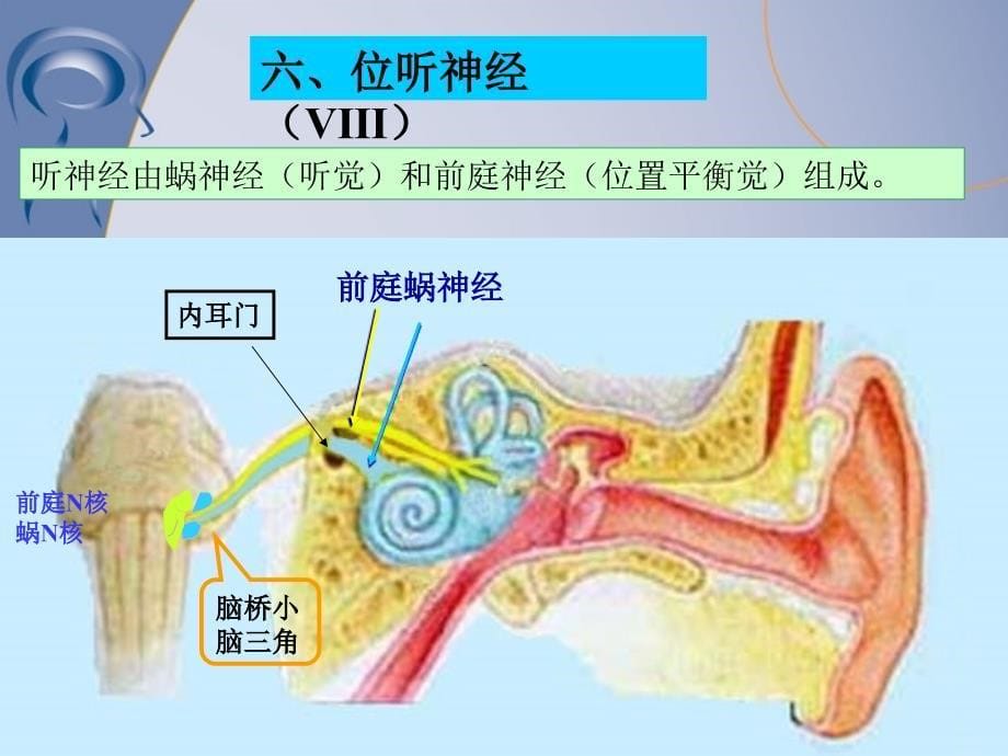 眩晕的诊断及治疗PPT课件_第5页