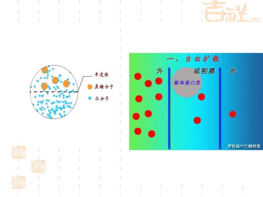 43物质跨膜运输的方式62_第5页