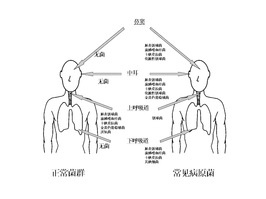 最新肺部感染时抗生素的临床应用ppt课件PPT文档_第2页