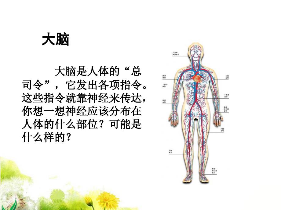 神经中枢脑脊髓脑神经_第4页