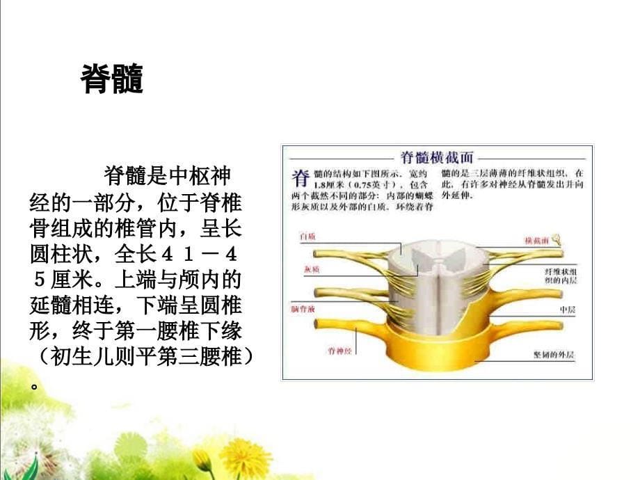 神经中枢脑脊髓脑神经_第5页