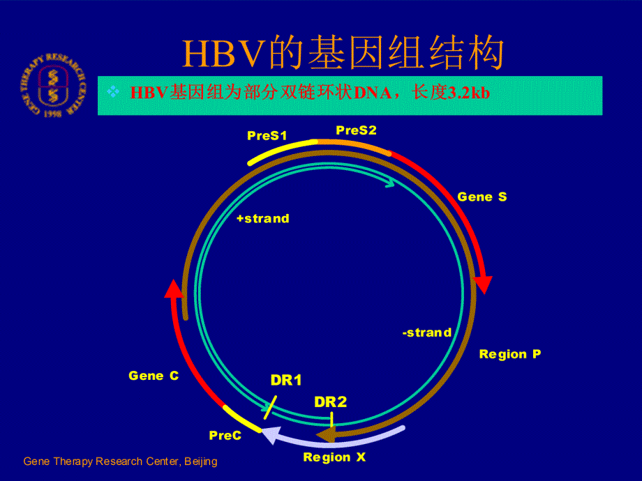 乙型肝炎病毒的异质及临床意义_第3页