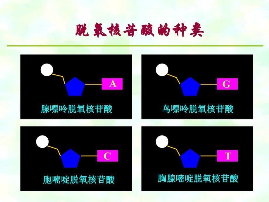 DNA分子结构课件1_第5页