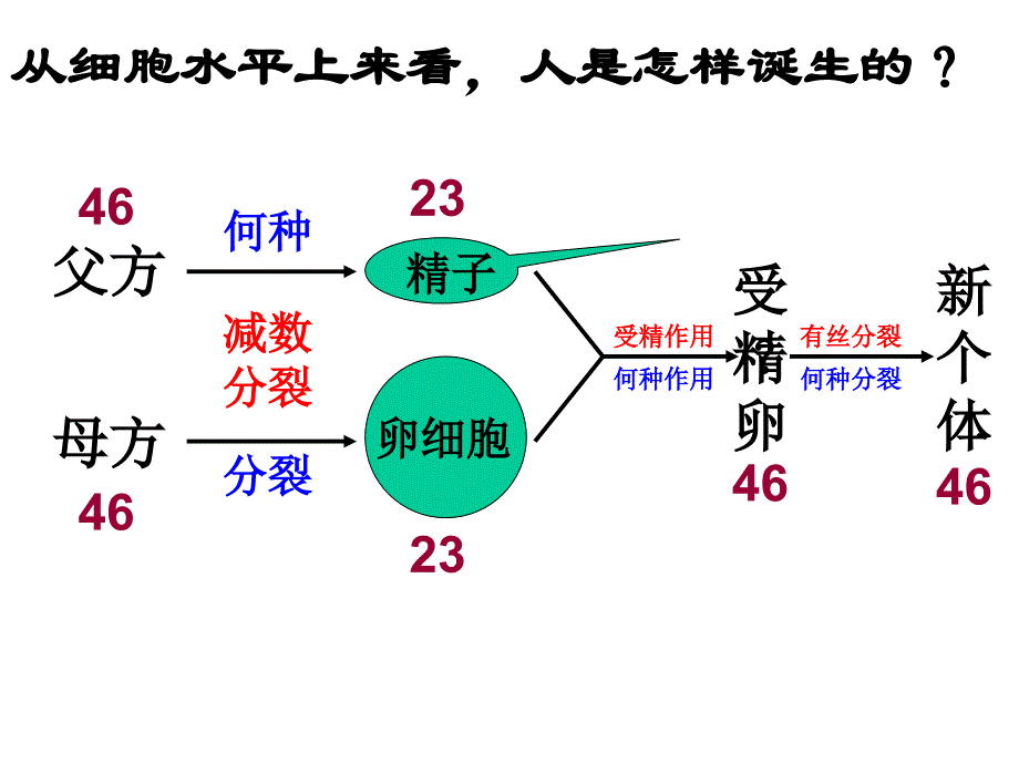 苏教版高中生物课件减数分裂中的染色体行为_第2页