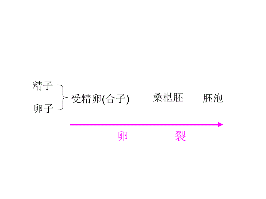 2013发育过程中的细胞增殖分化PPT课件_第3页