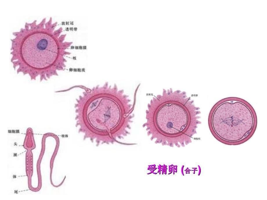 2013发育过程中的细胞增殖分化PPT课件_第5页