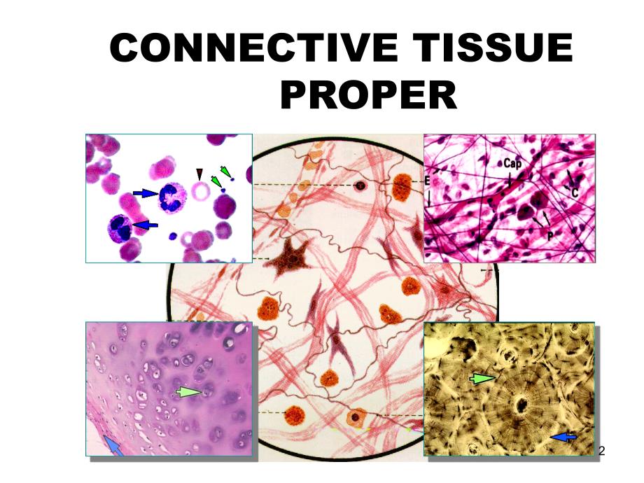 组织学与胚胎学-结缔组织通用课件_第2页