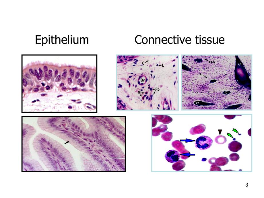 组织学与胚胎学-结缔组织通用课件_第3页