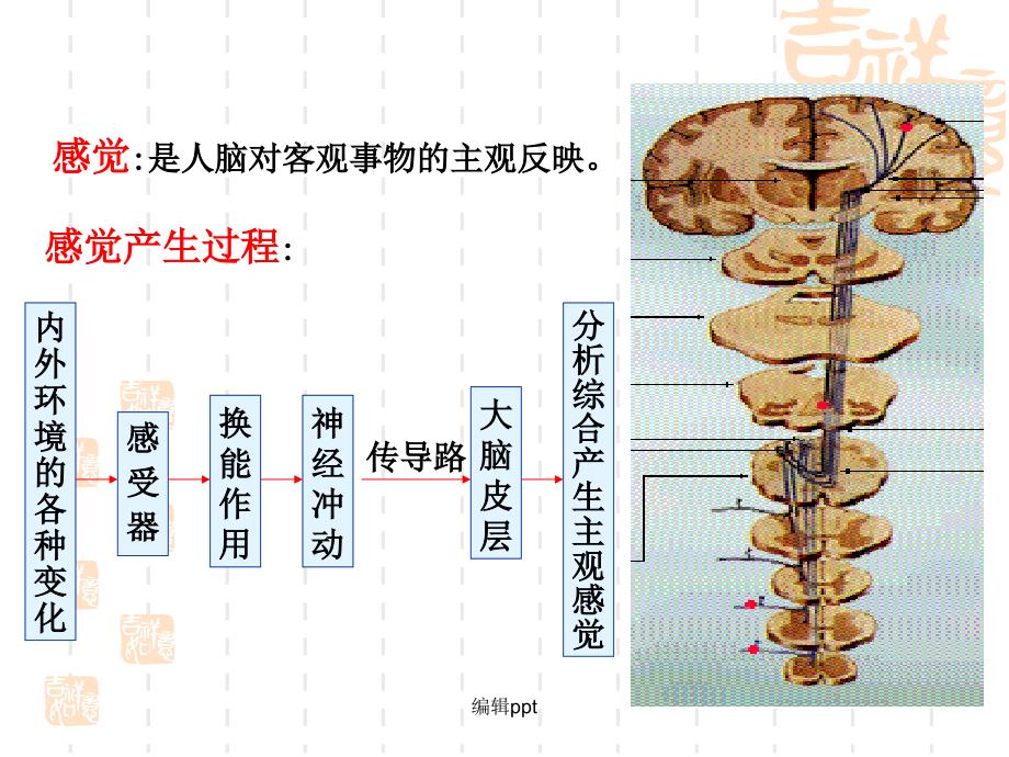 大脑皮质的感觉功能_第3页