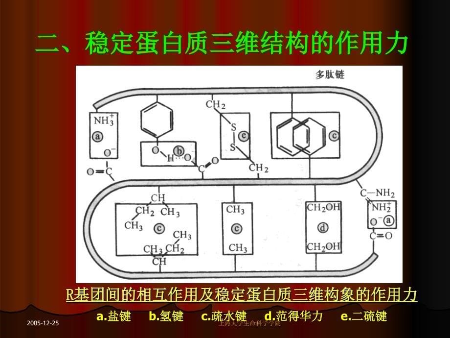 生物化学第五章蛋白质的三维结构_第5页