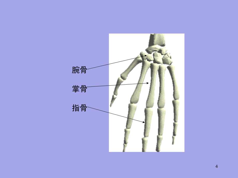 苏教版小学四年级下册科学全册PowerPoint演示文稿_第4页